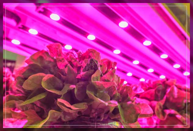 Hydroponic farming 14