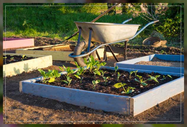 kitchen gardening