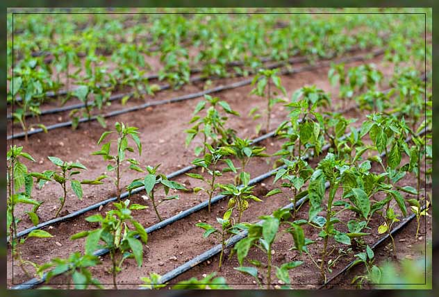 Drip irrigation 12