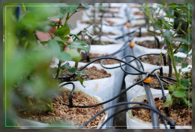 Drip irrigation 13