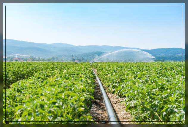 Drip irrigation 16