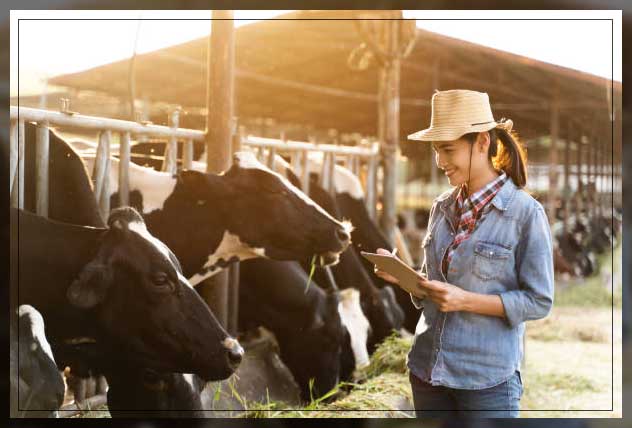 Livestock monitoring 12