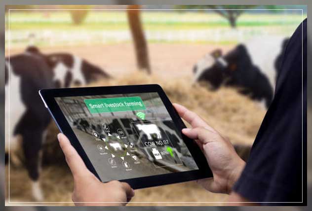 Livestock monitoring 13