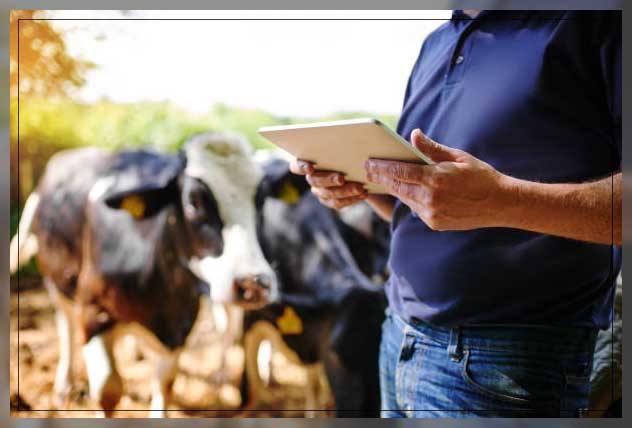 Livestock monitoring 17