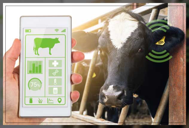 Livestock monitoring 19