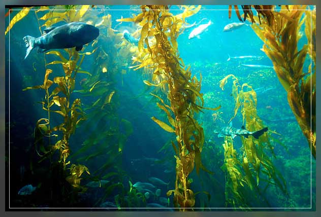 Ocean farming 12