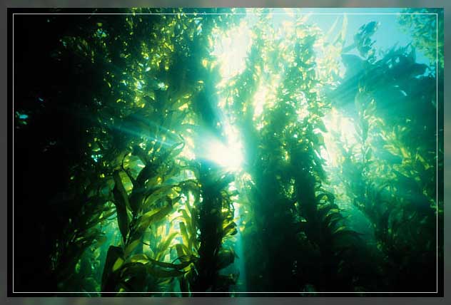 Ocean farming 16