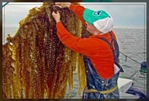 Ocean farming 18