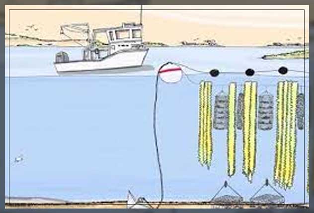 Ocean farming 19