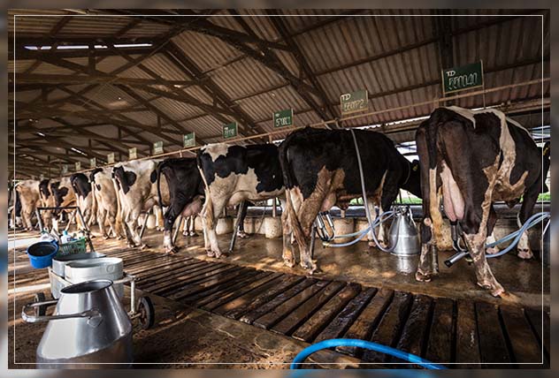 the impact of dairy farming
