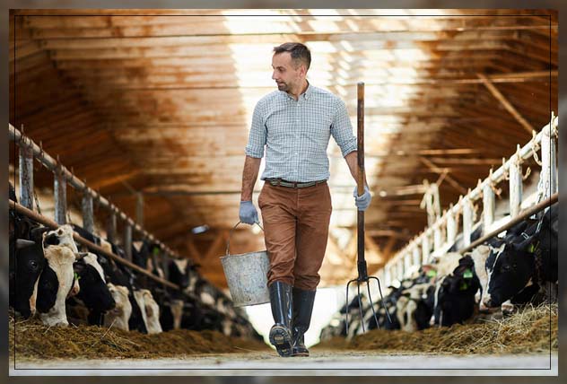 the impact of dairy farming