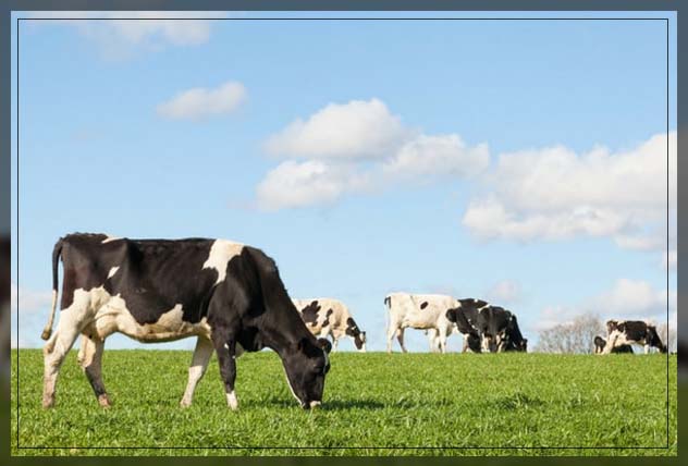 monitoring health of the livestock