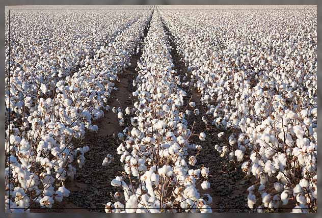 cotton field