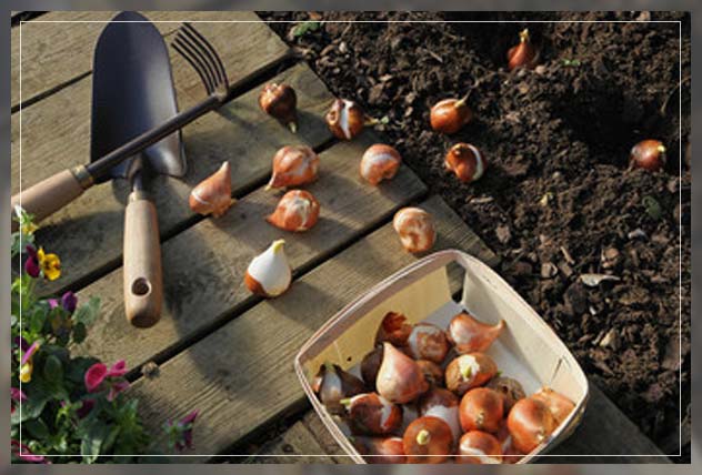flowering bulbs