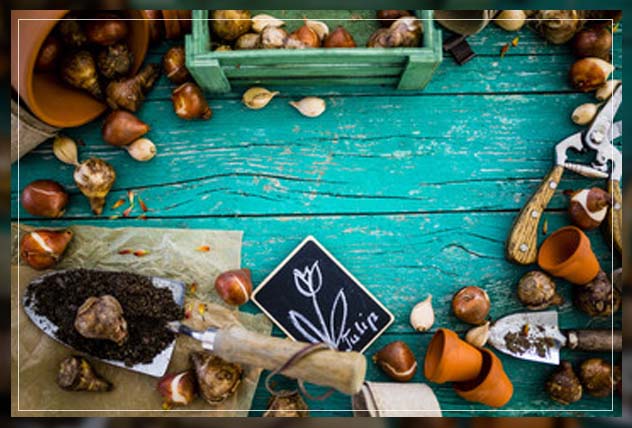 understanding flowering bulbs