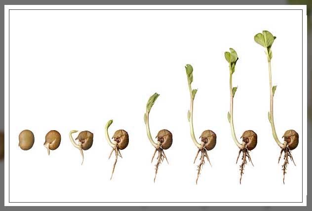 germination of seeds 2