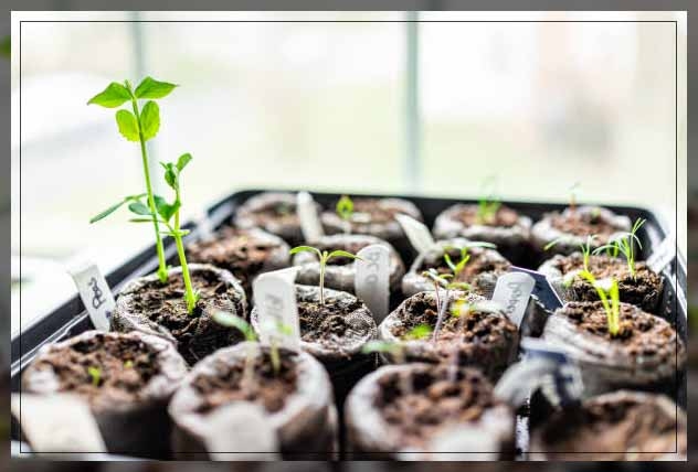 germination of seeds