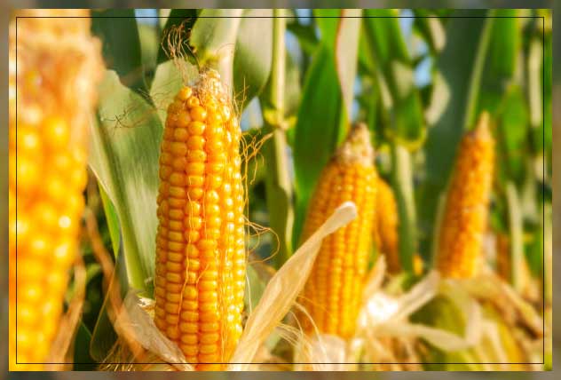 corn field