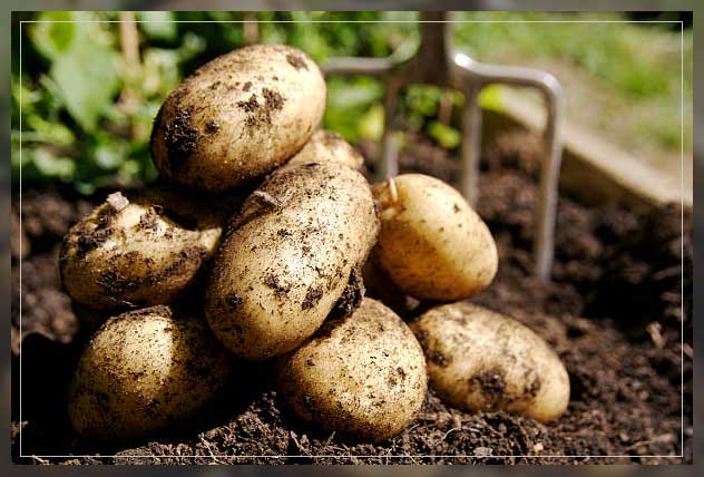 potato plant