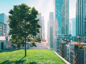 two types of green roofing