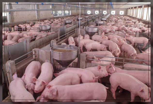 Animal farm 12