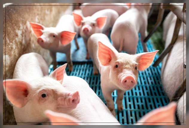 Animal farm 16