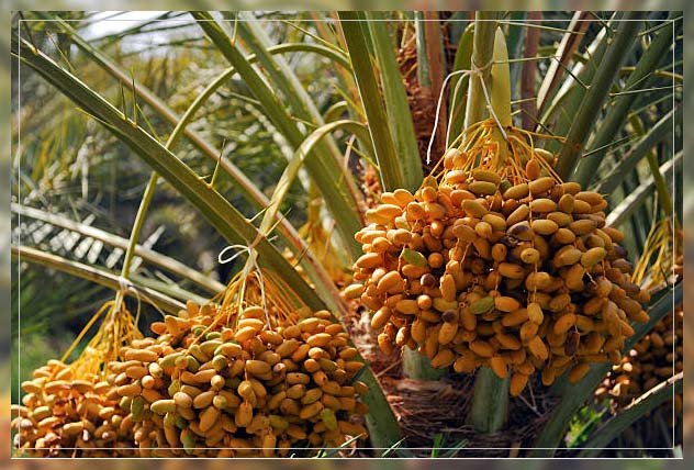 Farms in UAE 11