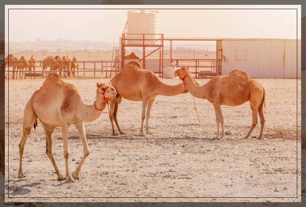 Farms in UAE 13