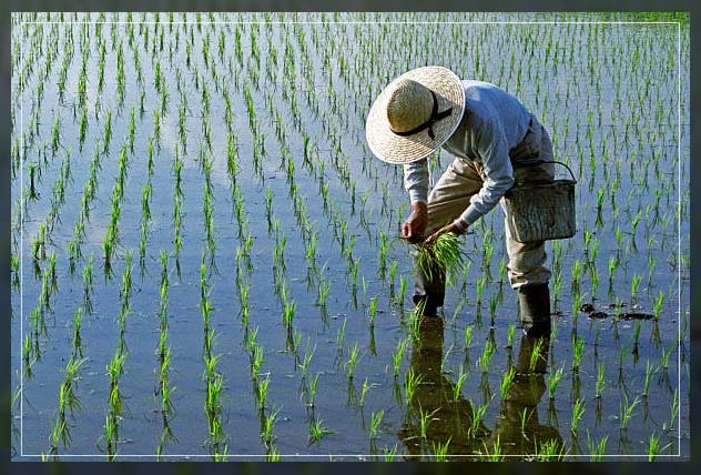 Industrial Farming and Sustainable Farming 3
