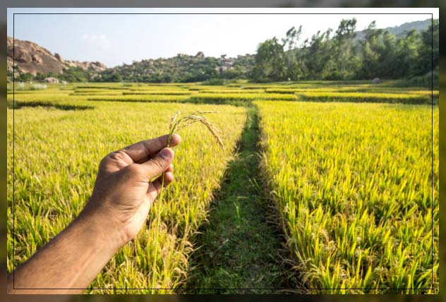 Organic farming 17