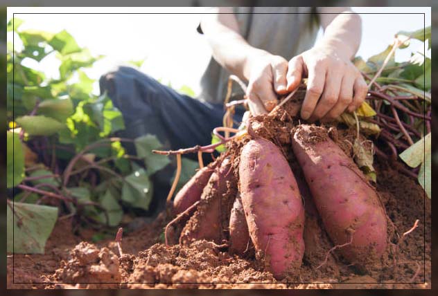 Organic farming 18