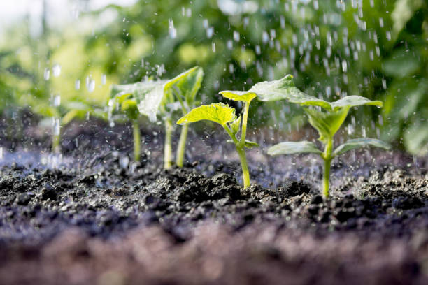 Rainwater Harvesting 8