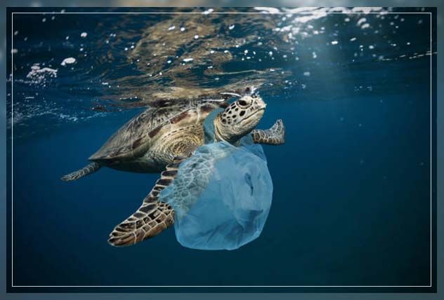 effects of plastic waste on turtle