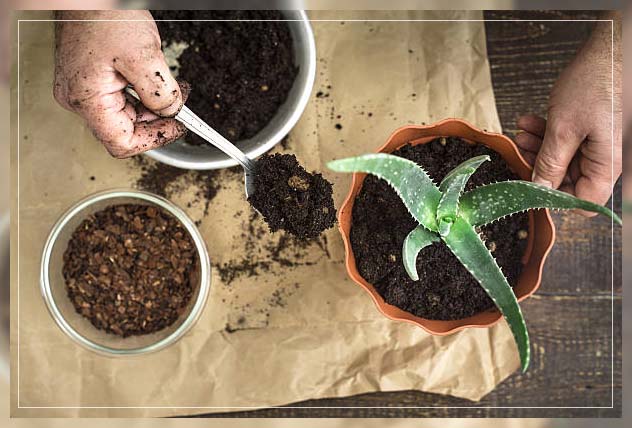 fertilizing