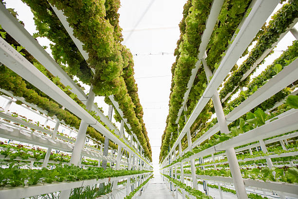 hydroponic farming 10