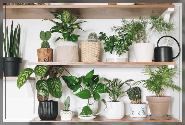 indoor plants dubai