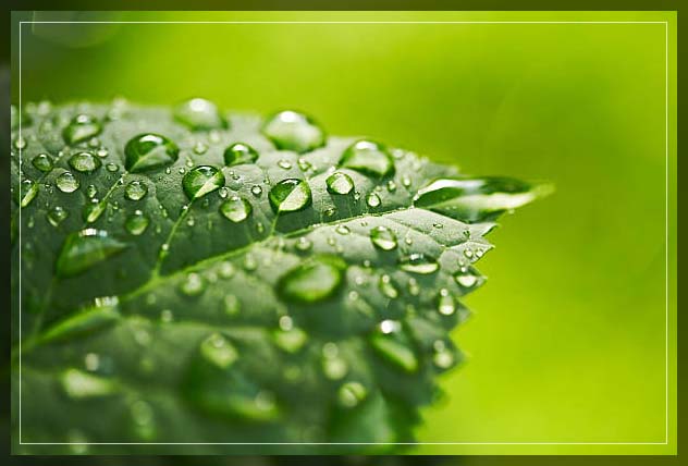 indoor plants dubai benefits 1