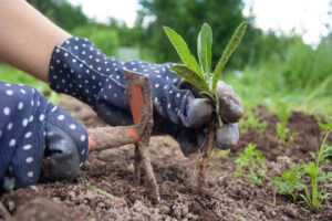 ways to remove weed from the area