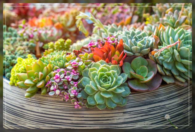 succulent plants