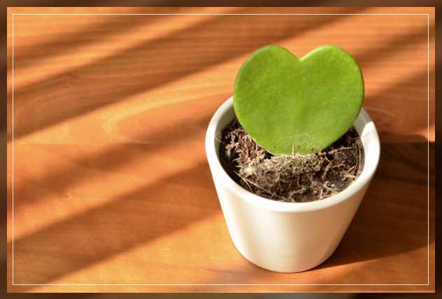 sweetheart plant