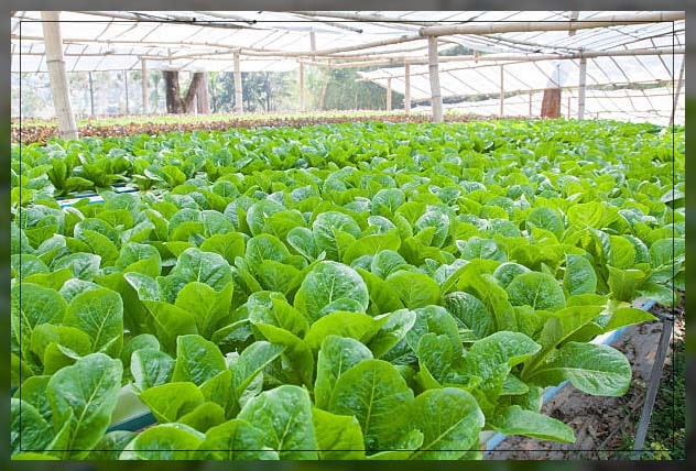 Aquaponic farming 17