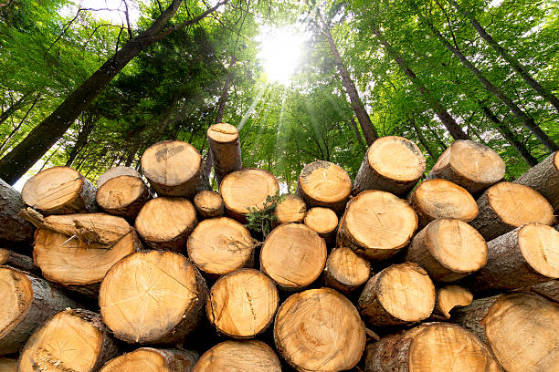 Biomass Energy 2