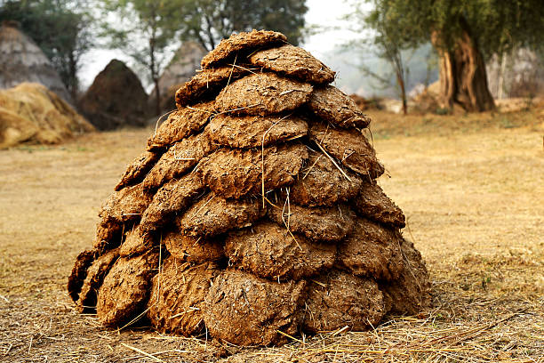 Biomass Energy 5