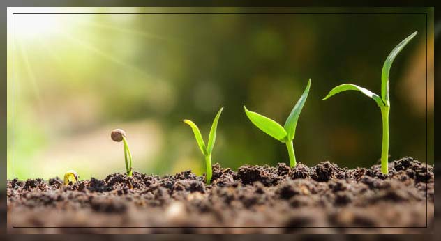 Plant fertilizer 13