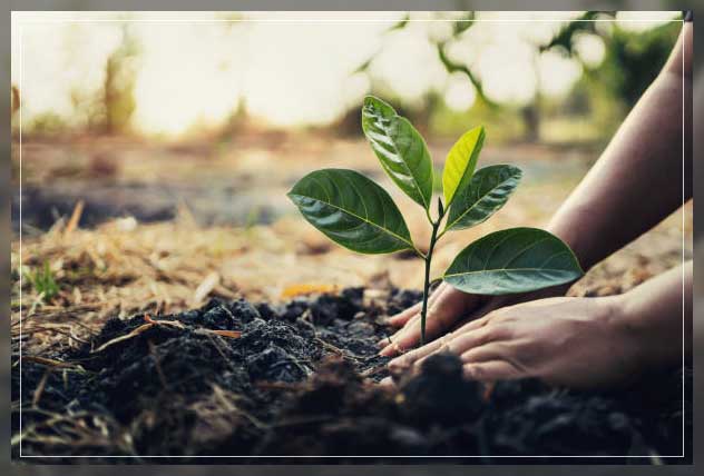 Plant fertilizer 17