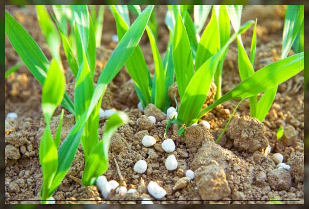 Plant fertilizer 18