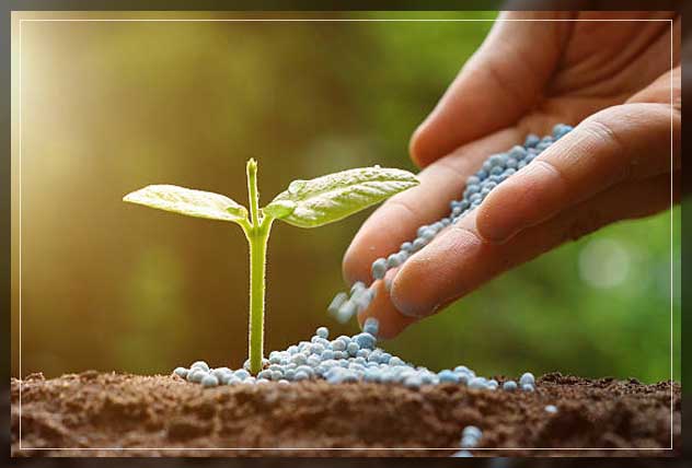 synthetic fertilizer on plant