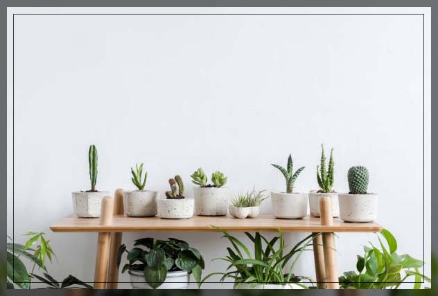 cactus plants 2