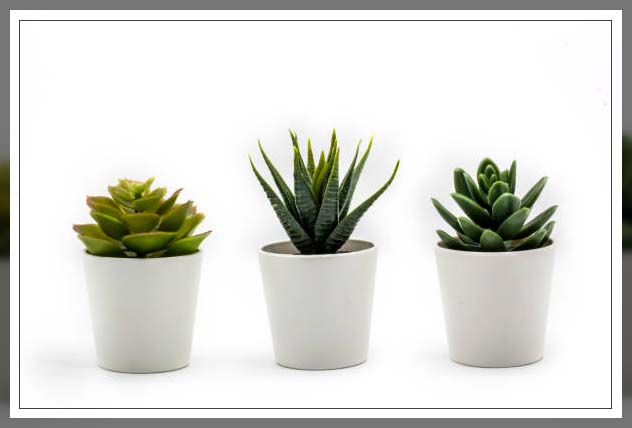cactus plants