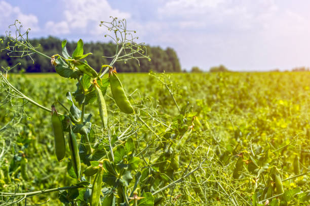 crop rotation 3